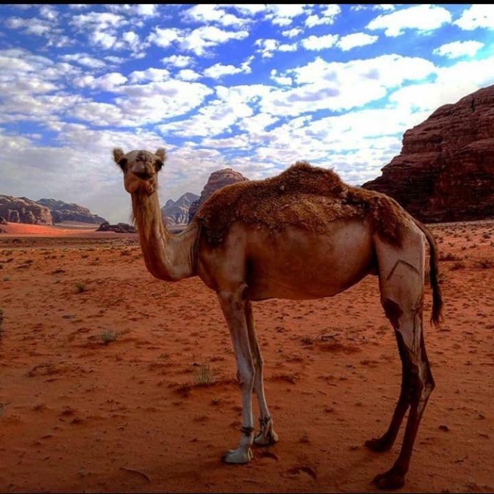 Wadi Rum Local Guide Camp Exterior photo